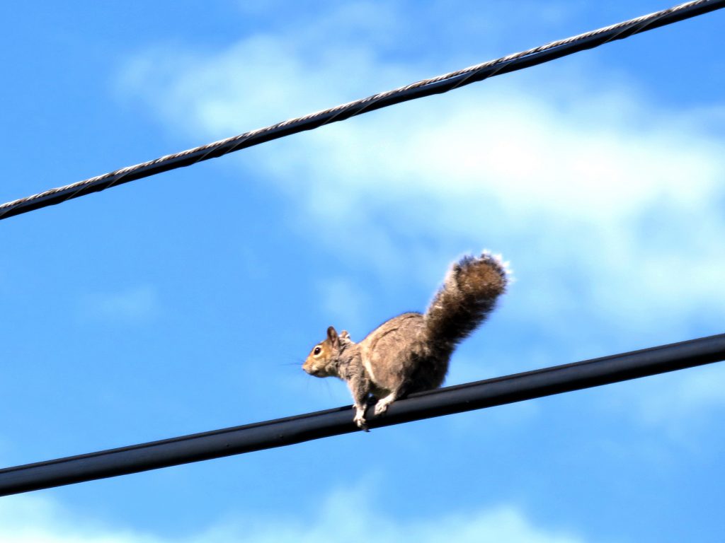 Squirrel on power line